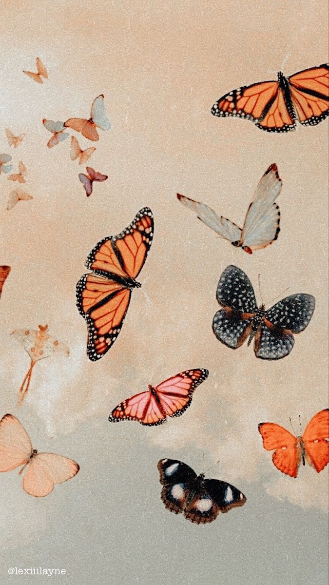VSCO Orange Butterflies Wallpapers Wallpaper Cave