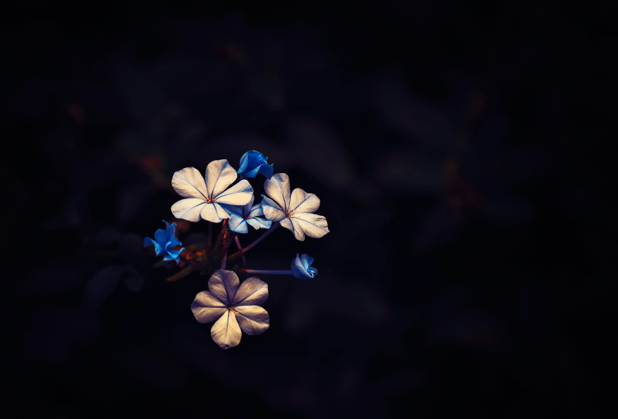 Aesthetic Black Flower Wallpapers Wallpaper Cave