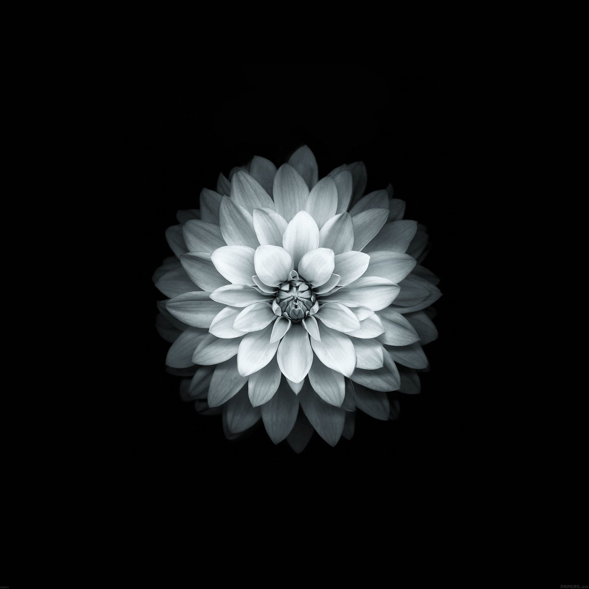 Aesthetic Black Flower Wallpapers Wallpaper Cave