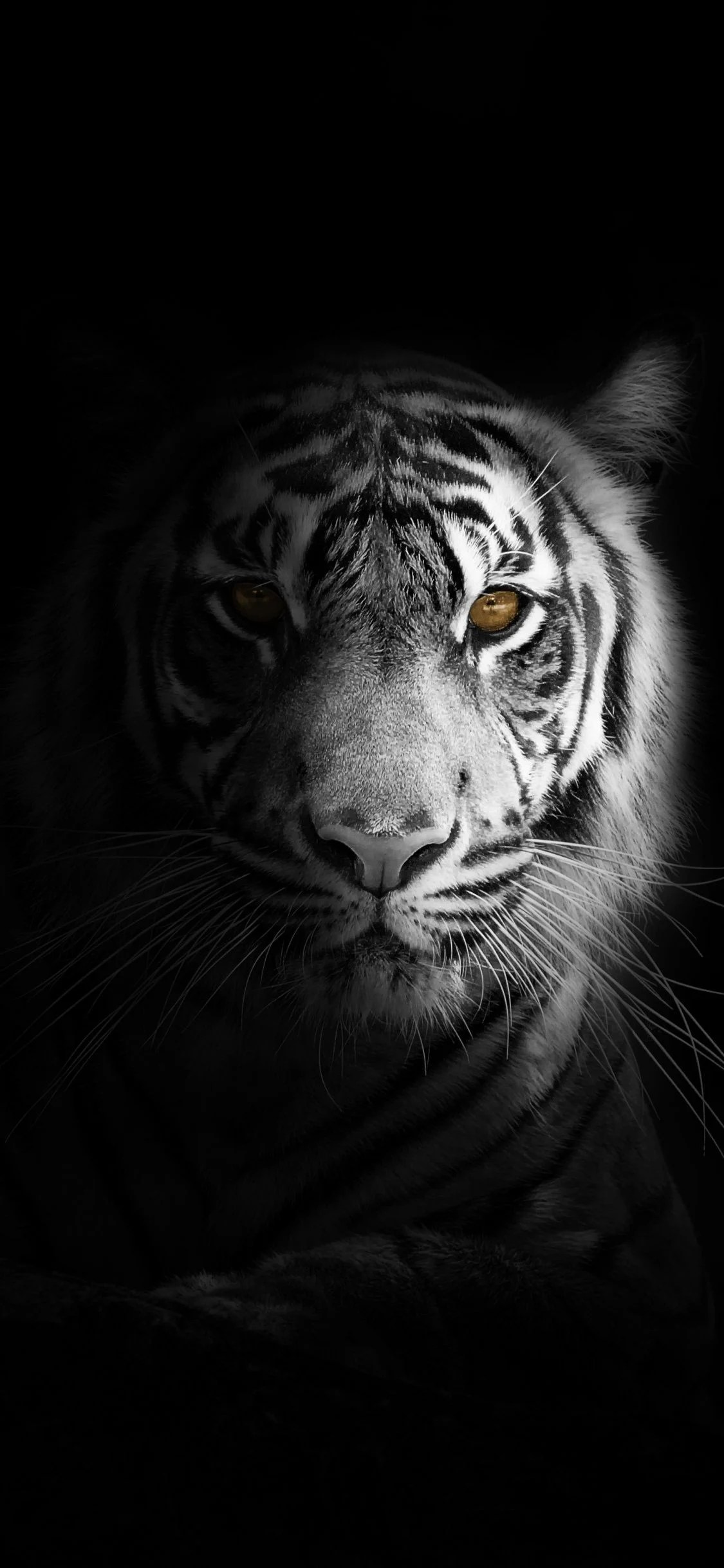 White Tiger iPhone Wallpapers Wallpaper Cave