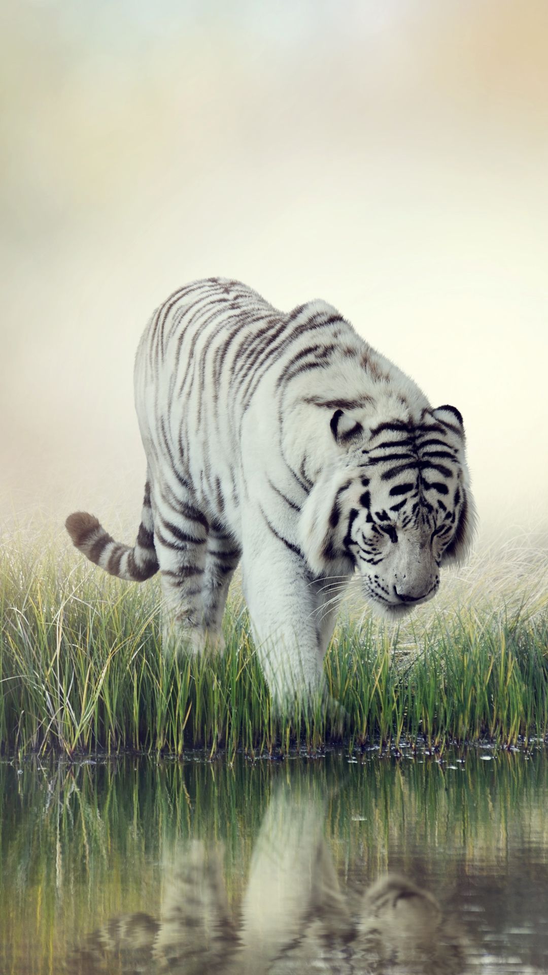 White Tiger iPhone Wallpapers Wallpaper Cave