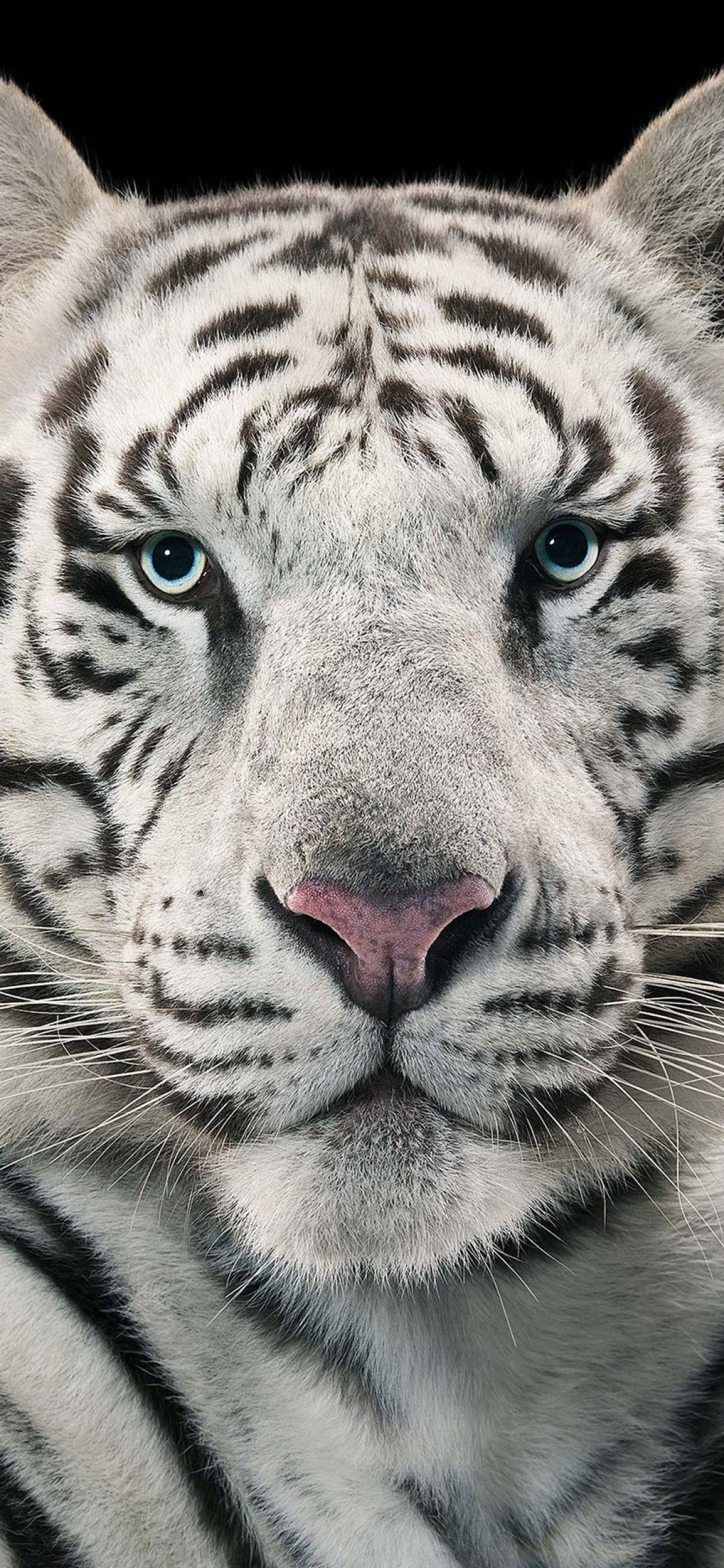 White Tiger iPhone Wallpapers Wallpaper Cave