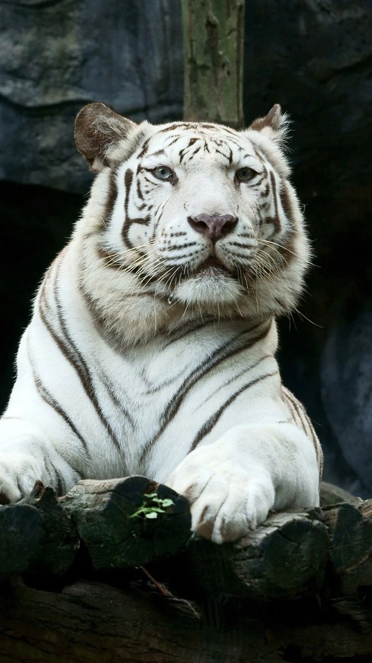 White Tiger iPhone Wallpapers Wallpaper Cave