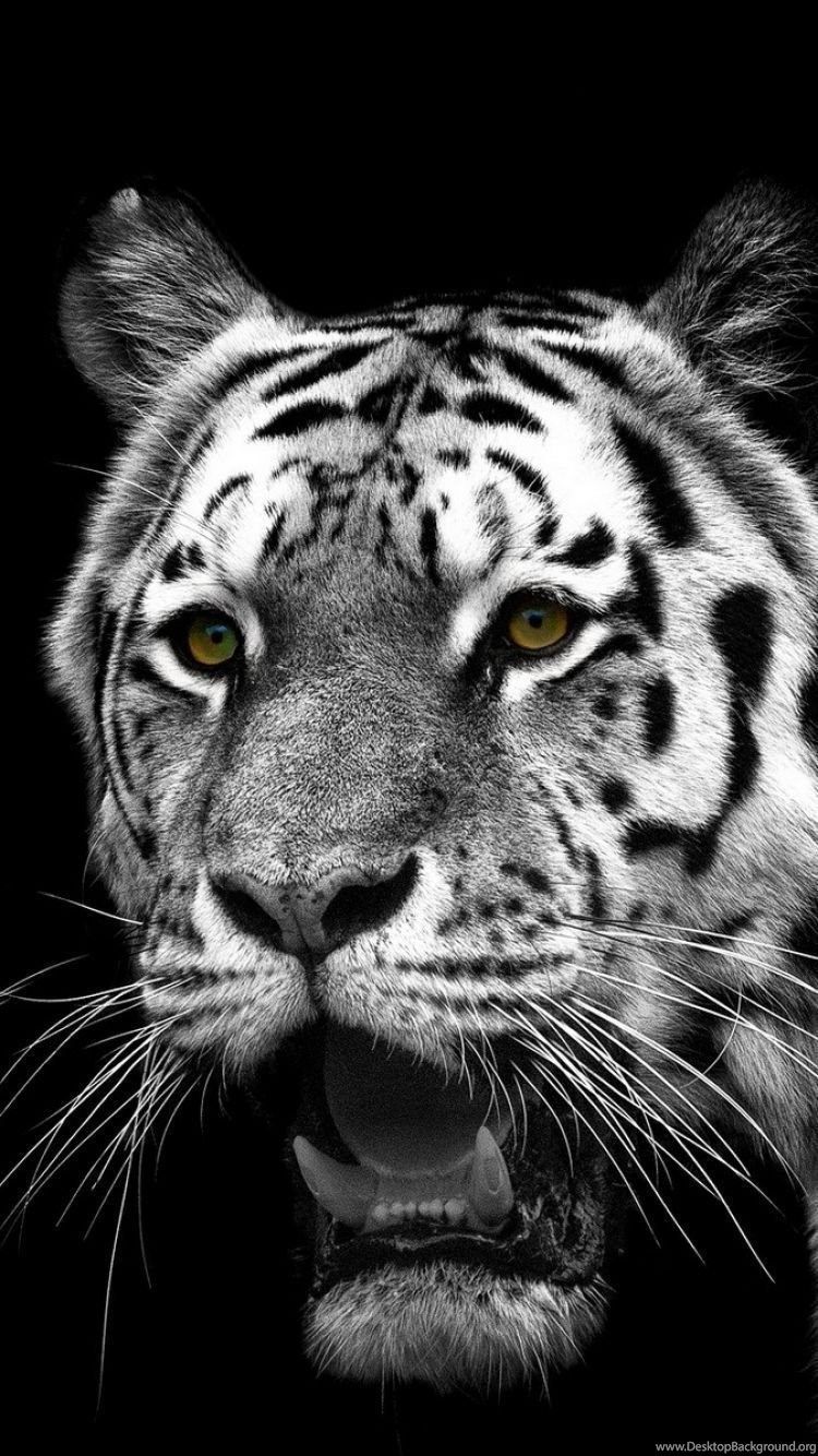White Tiger iPhone Wallpapers Wallpaper Cave