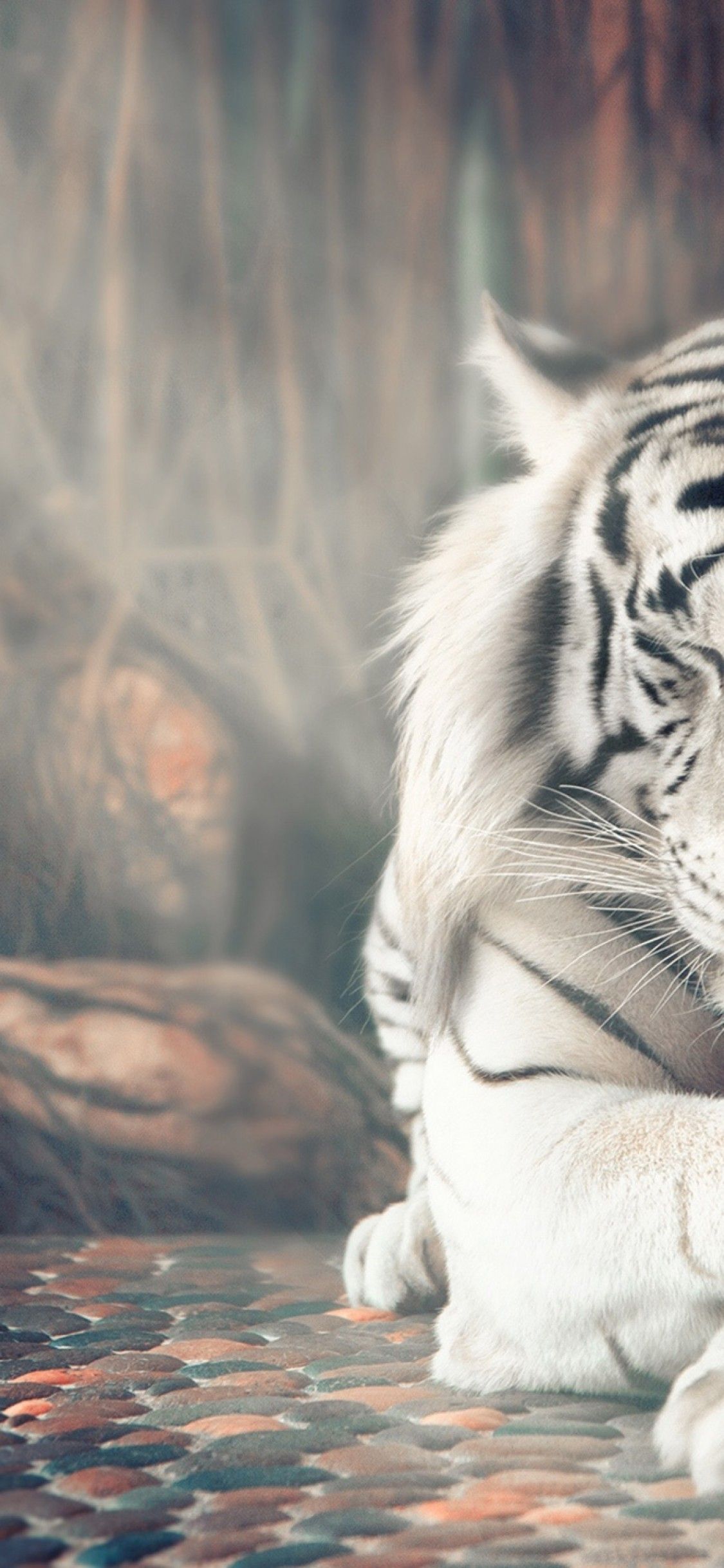 White Tiger iPhone Wallpapers Wallpaper Cave
