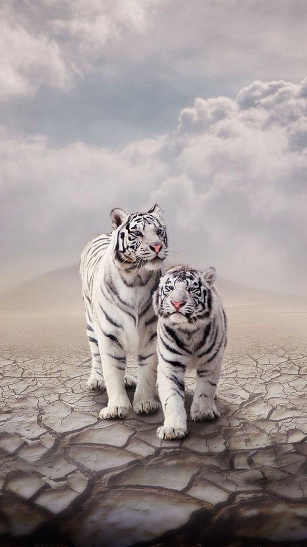 White Tiger iPhone Wallpapers Wallpaper Cave