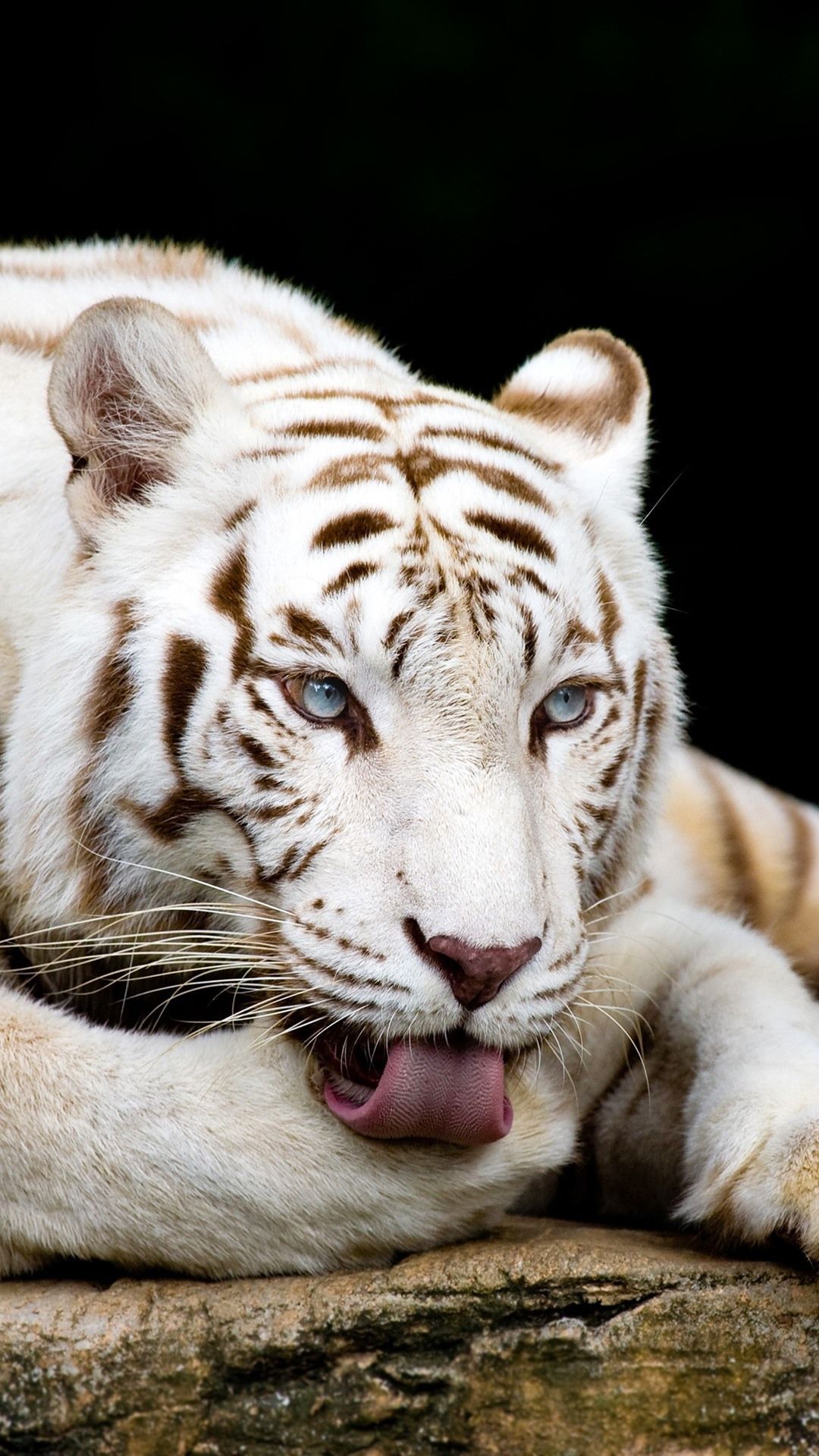 White Tiger iPhone Wallpapers Wallpaper Cave