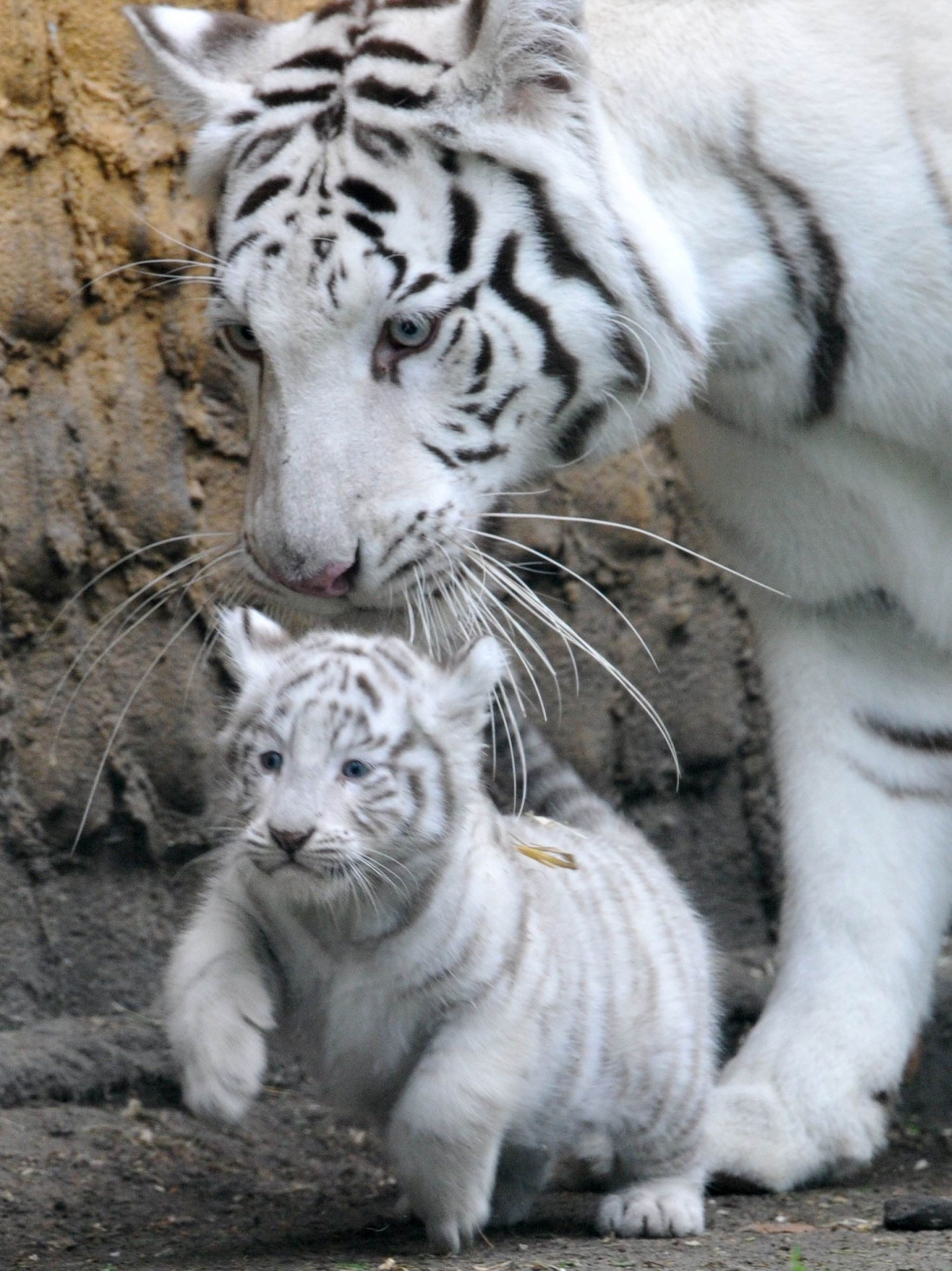 White Tiger iPhone Wallpapers Wallpaper Cave