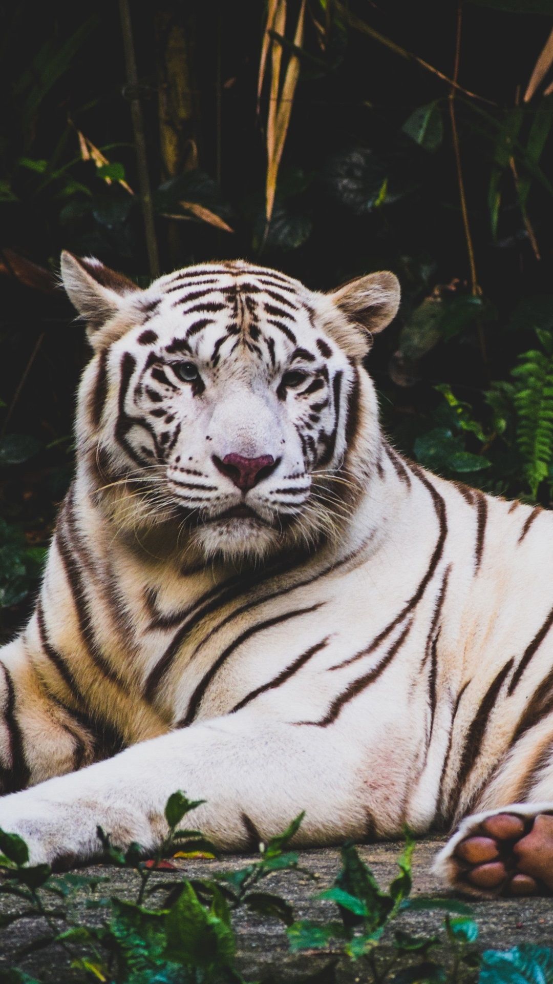 White Tiger iPhone Wallpapers Wallpaper Cave