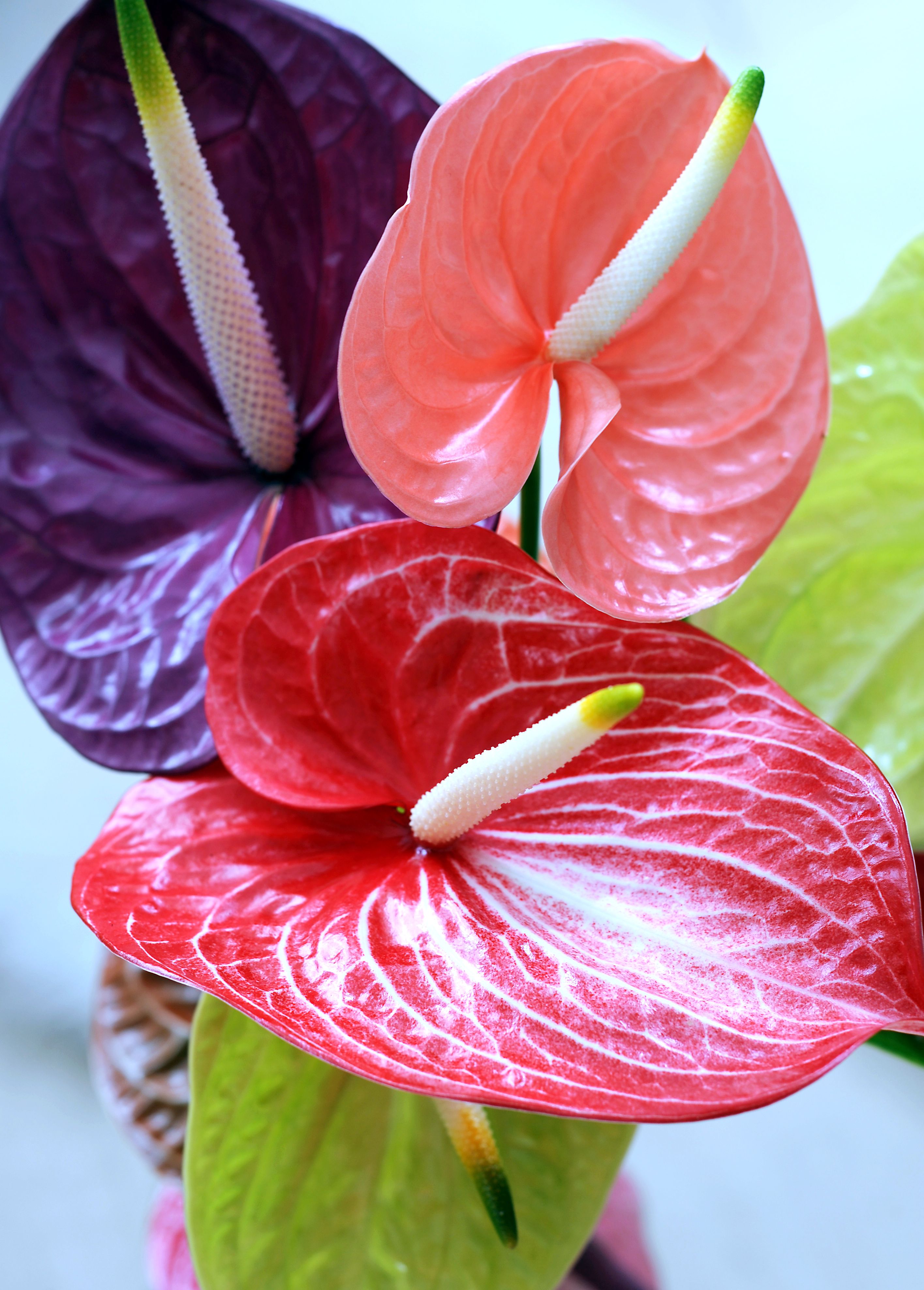 Anthurium Hydrangea Wallpapers Wallpaper Cave