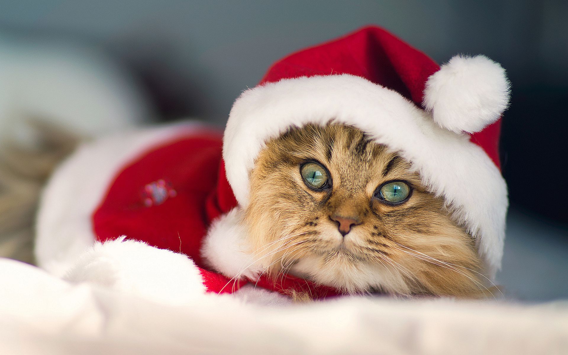 Kitty Christmas Wallpapers Wallpaper Cave
