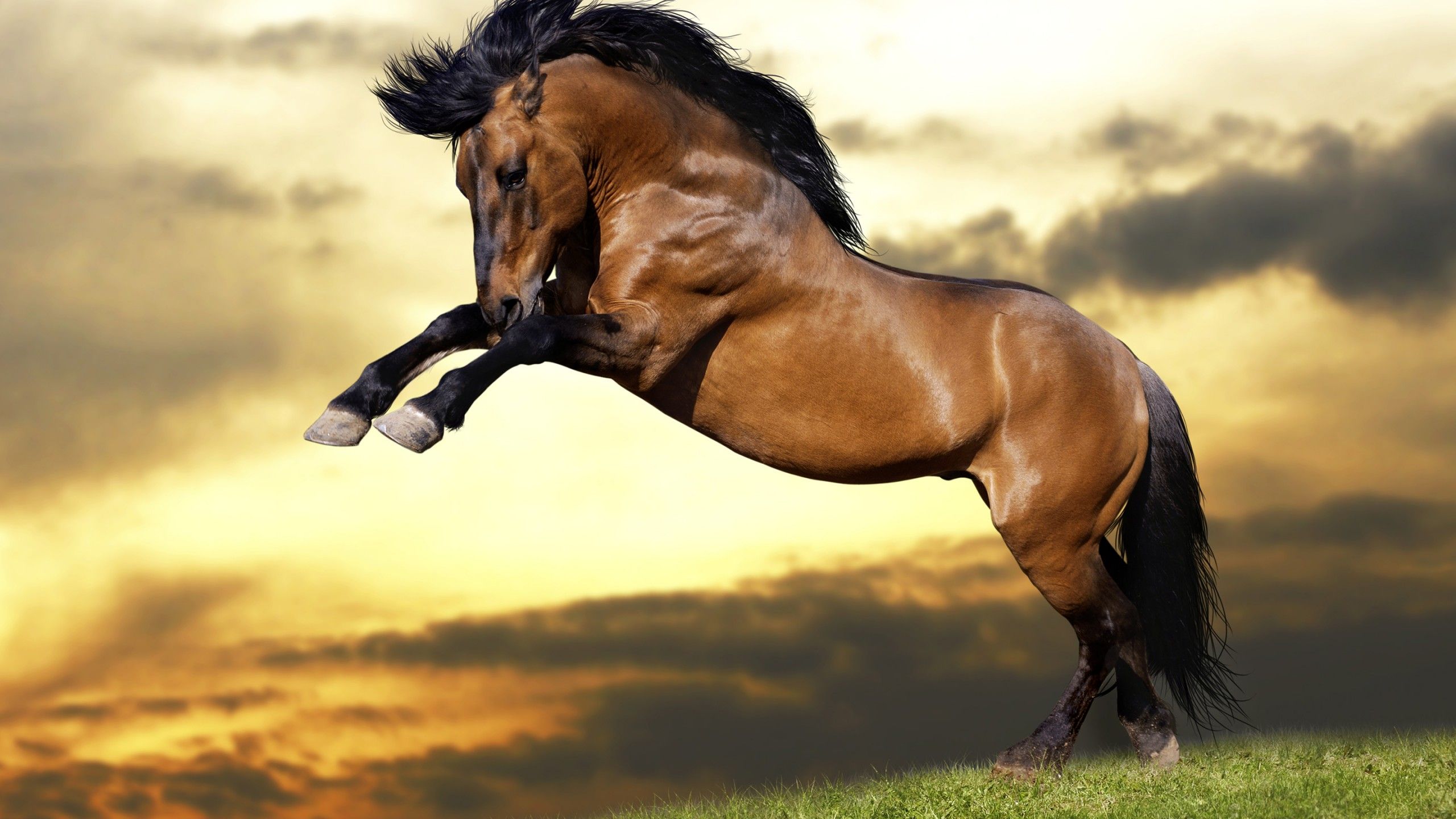 Long Horse Wallpapers Wallpaper Cave