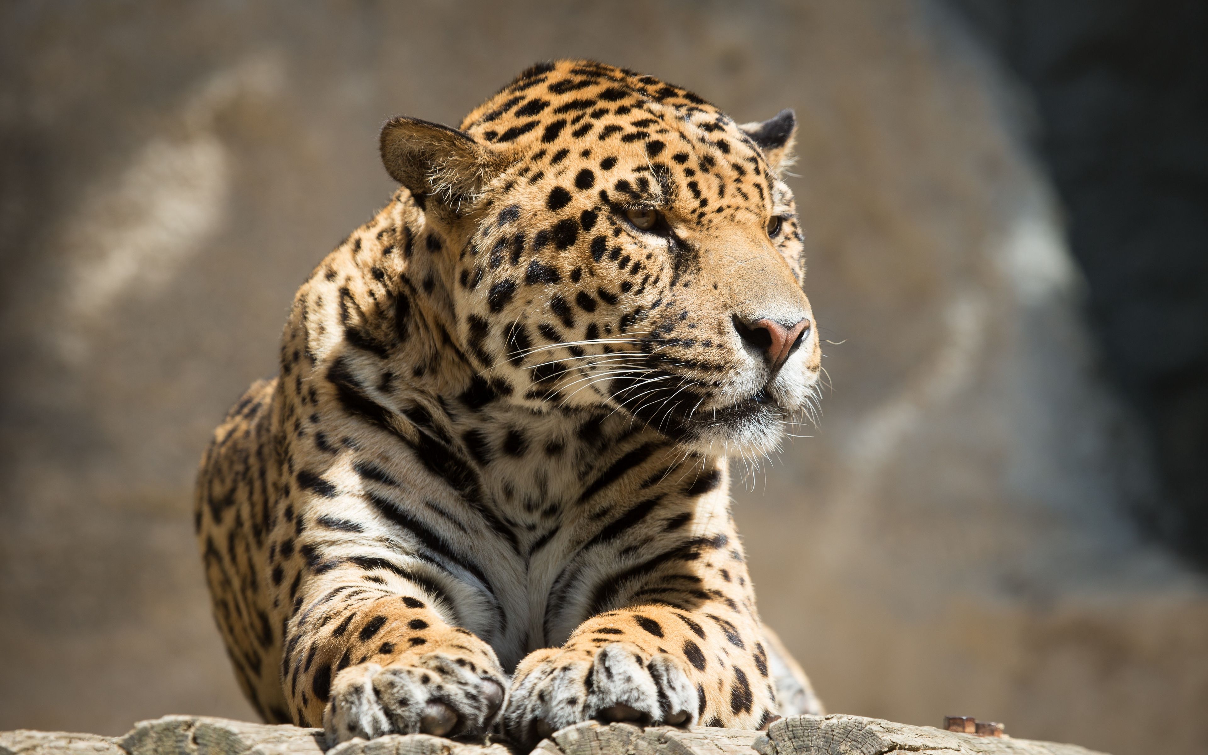 Jaguar 4k Wallpapers Wallpaper Cave