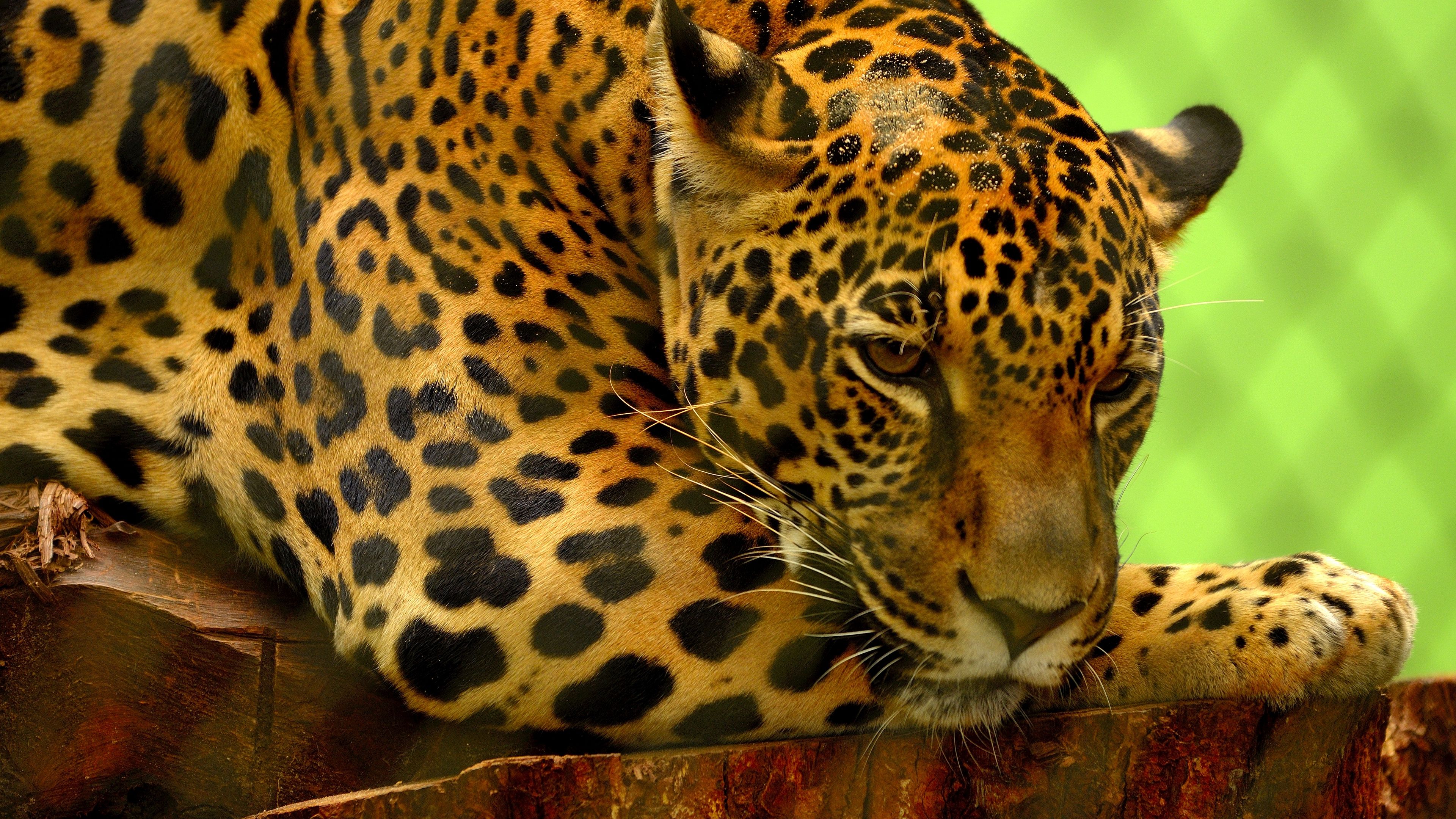 Jaguar 4k Wallpapers Wallpaper Cave