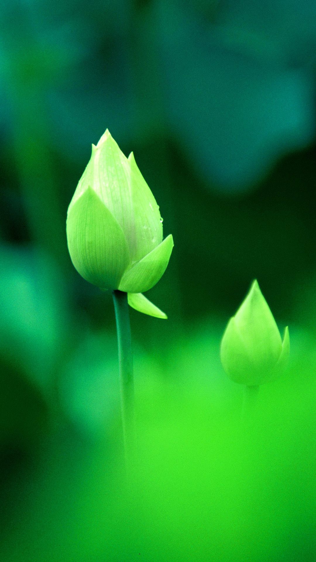 Green Lotus Wallpapers Wallpaper Cave