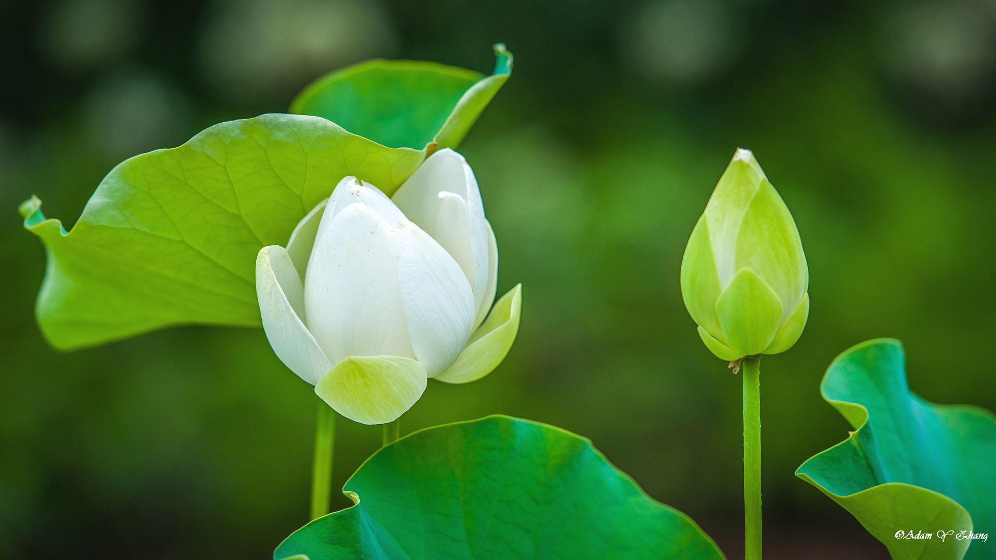 Green Lotus Wallpapers Wallpaper Cave