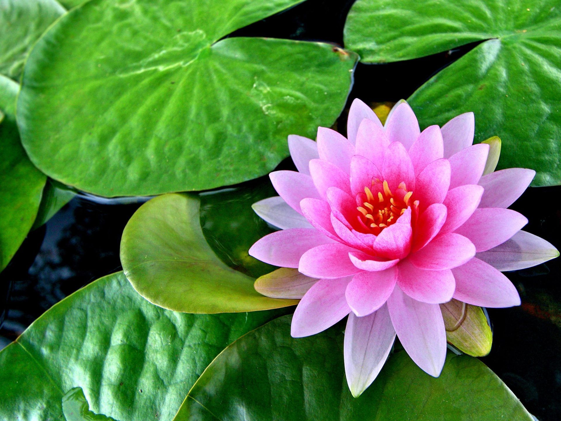 Green Lotus Wallpapers Wallpaper Cave