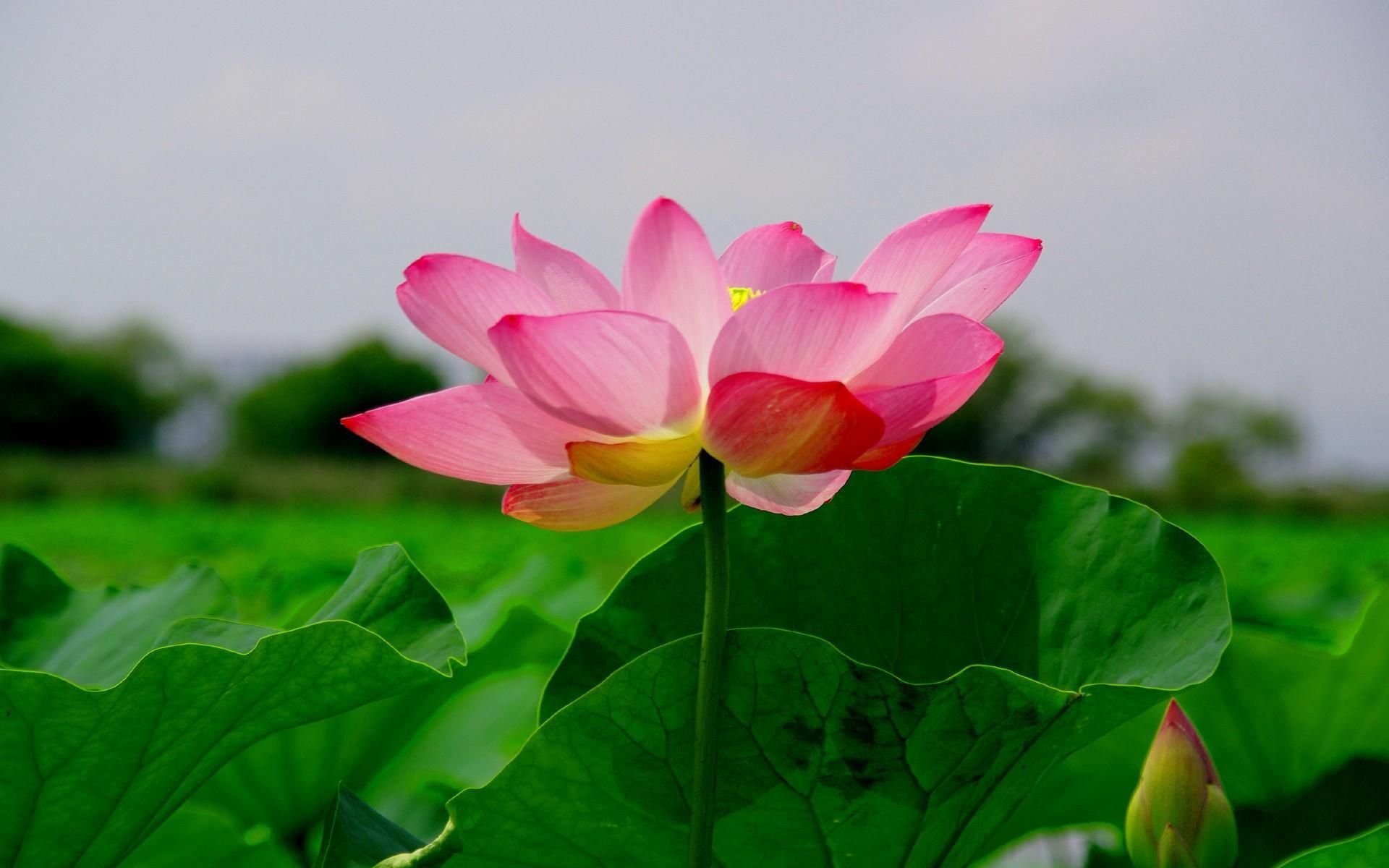 Green Lotus Wallpapers Wallpaper Cave