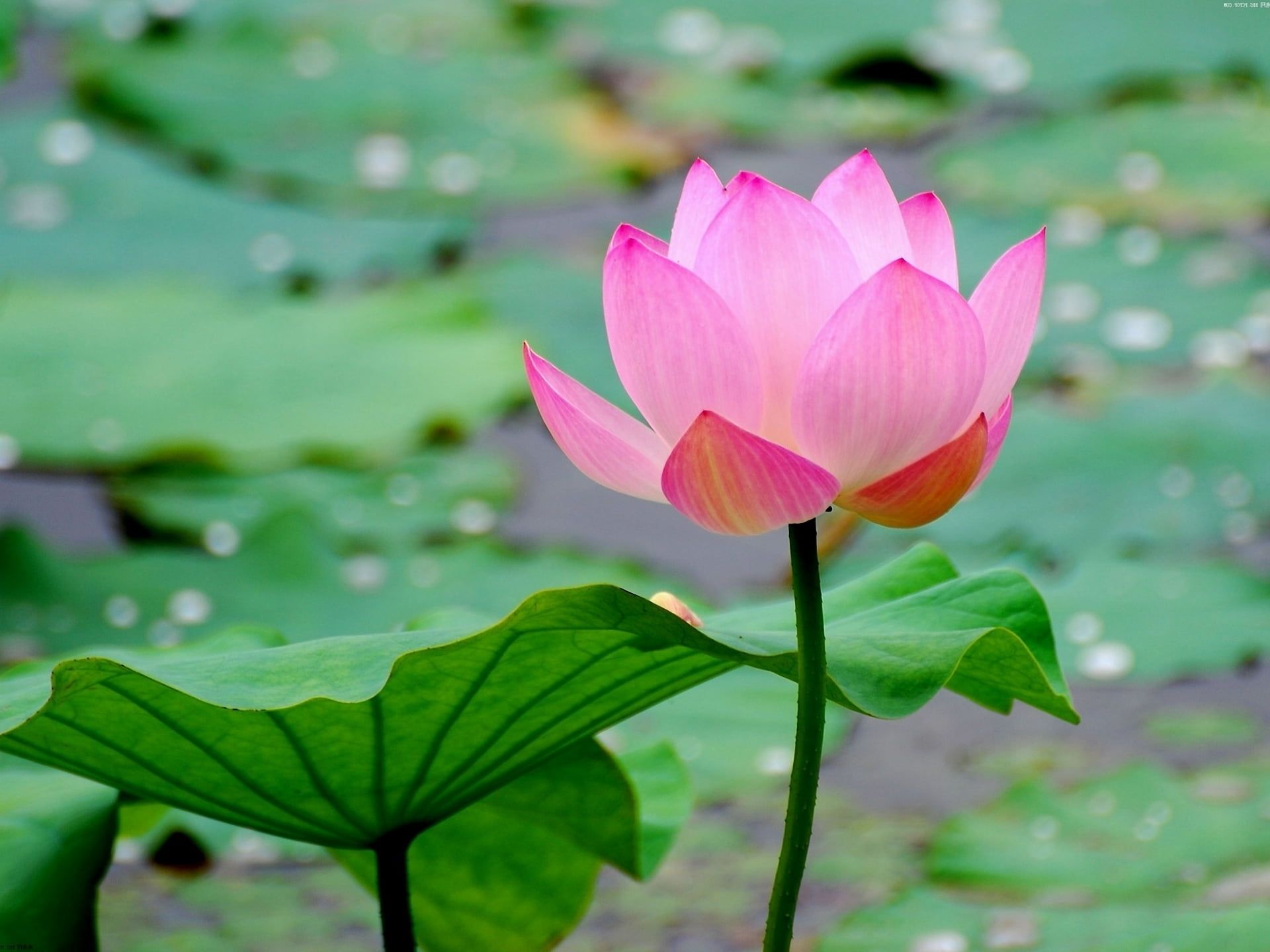 Green Lotus Wallpapers Wallpaper Cave