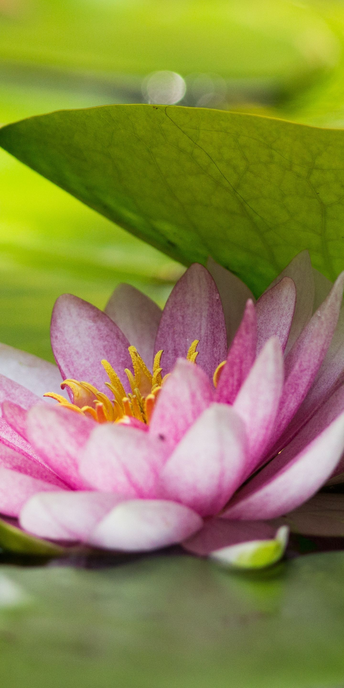 Green Lotus Wallpapers Wallpaper Cave