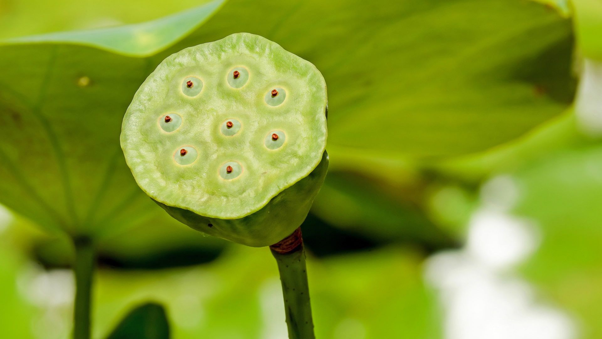 Green Lotus Wallpapers Wallpaper Cave