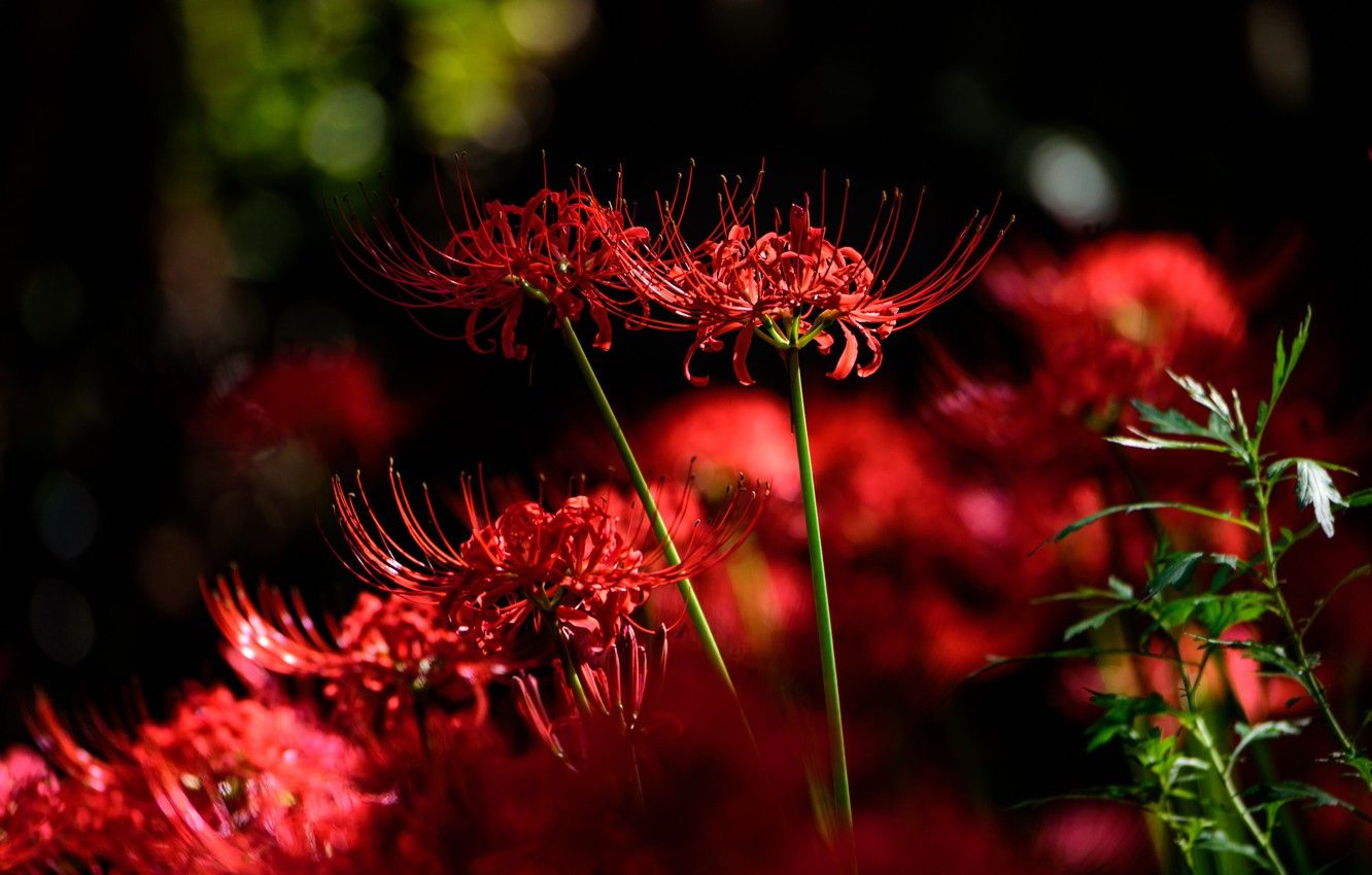 Red Spider Lily Wallpapers Wallpaper Cave