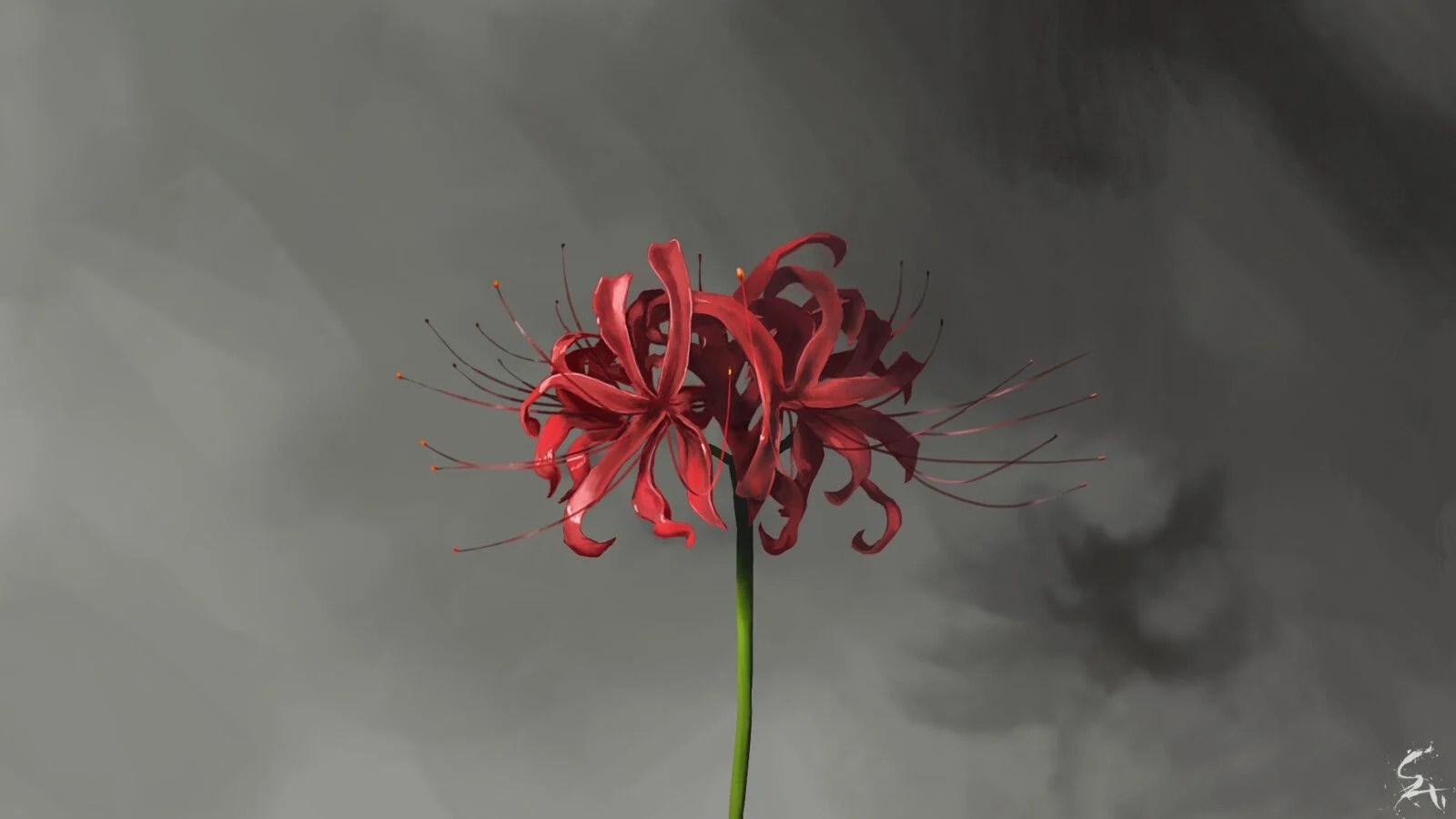 Red Spider Lily Wallpapers Wallpaper Cave