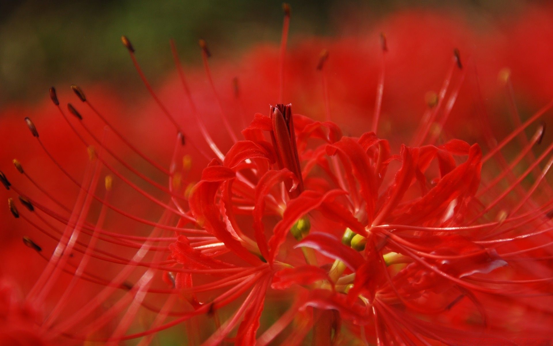 Red Spider Lily Wallpapers Wallpaper Cave