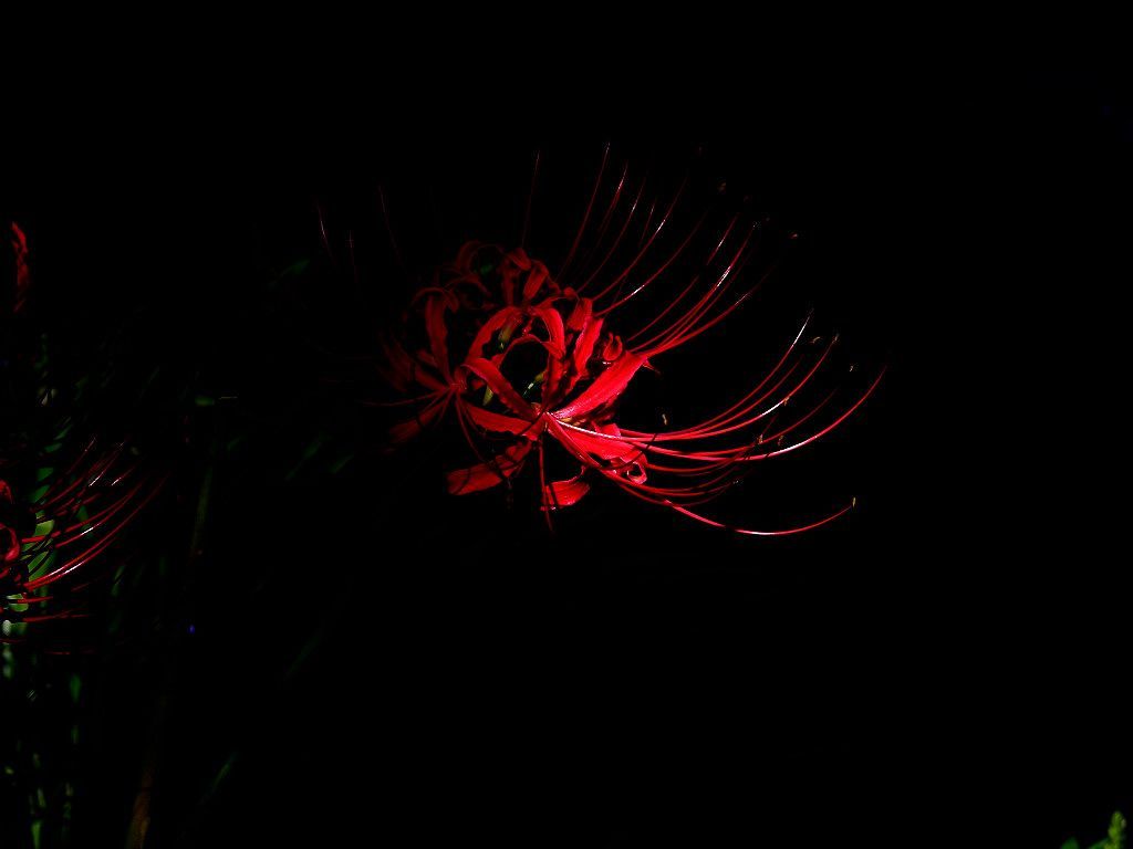 Red Spider Lily Wallpapers Wallpaper Cave