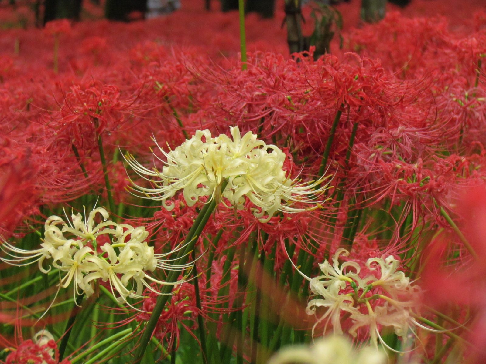 Red Spider Lily Wallpapers Wallpaper Cave
