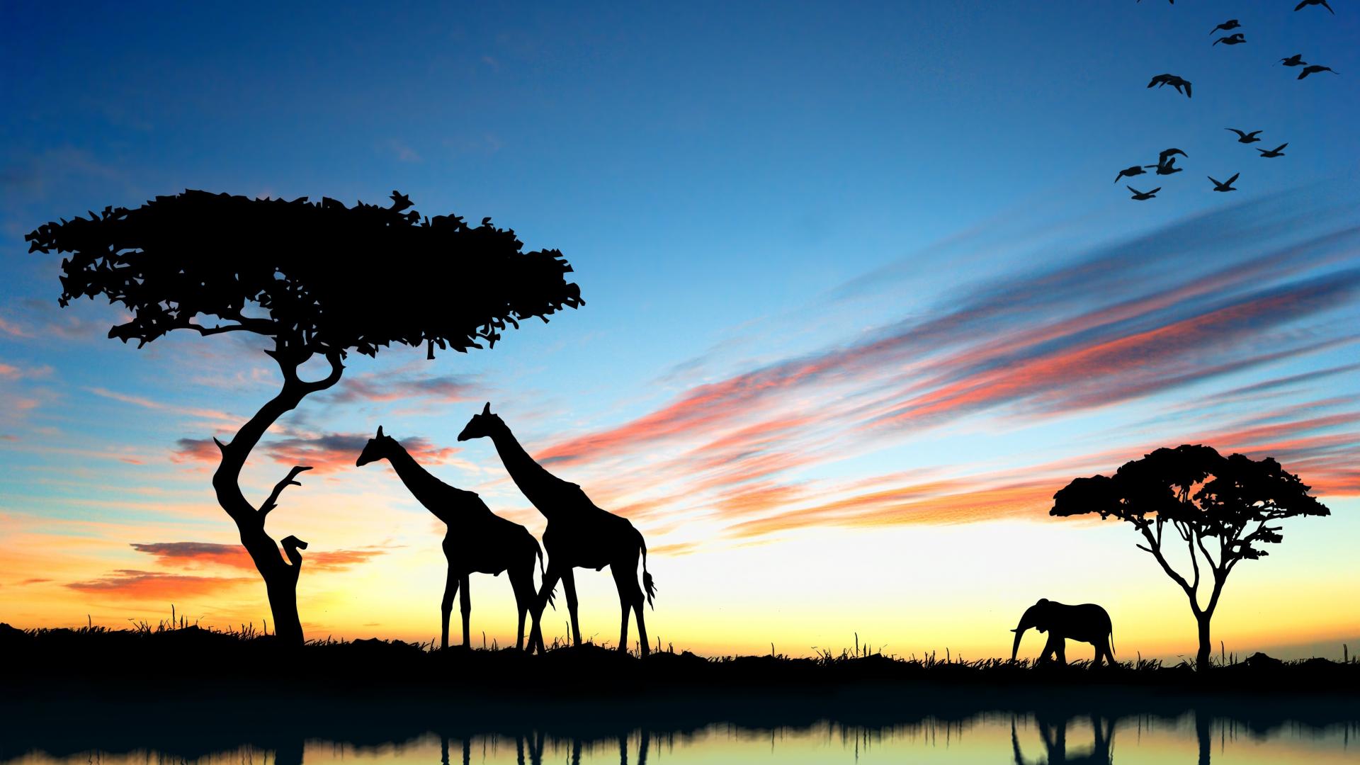 Sunset Safari Wallpapers Wallpaper Cave