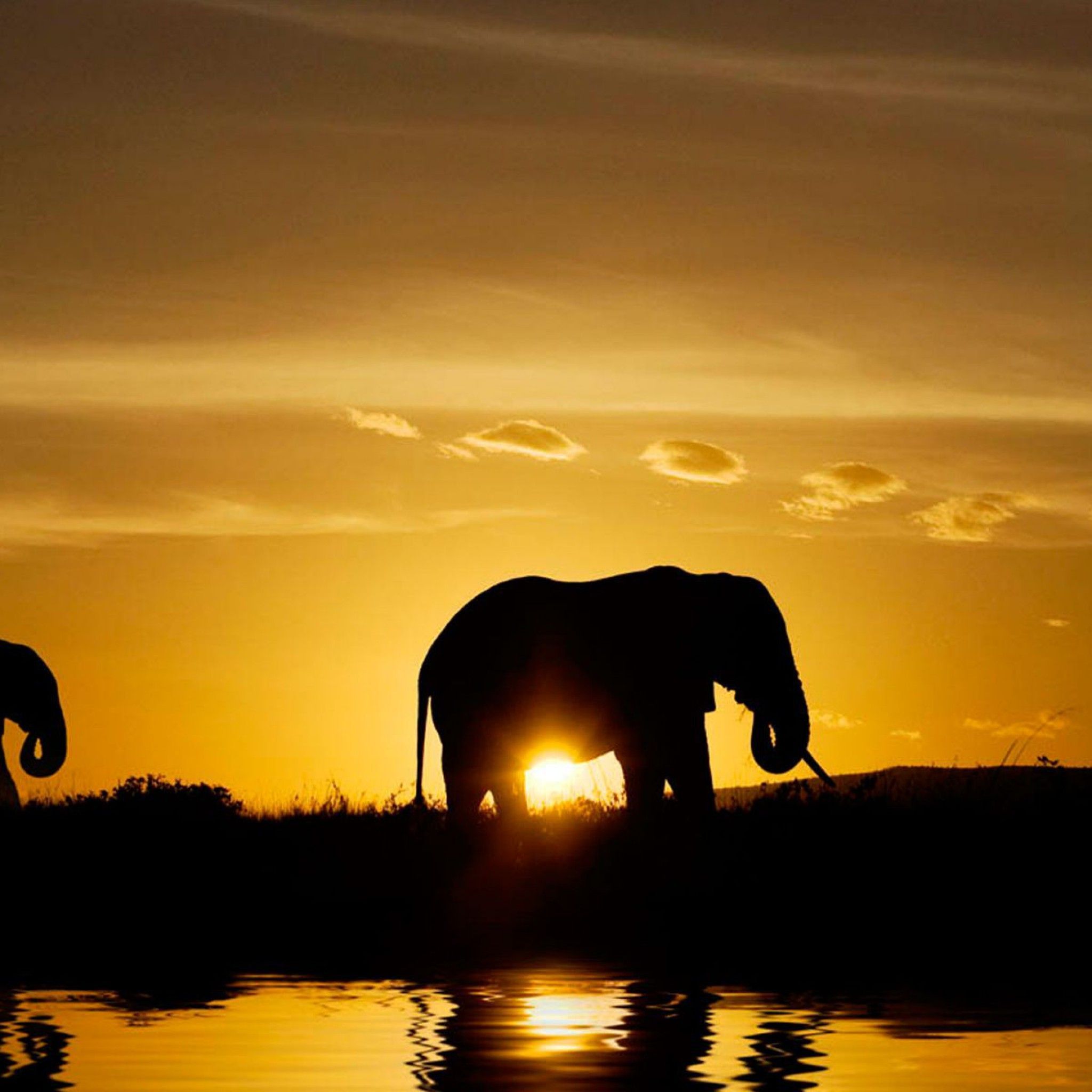 Sunset Safari Wallpapers Wallpaper Cave