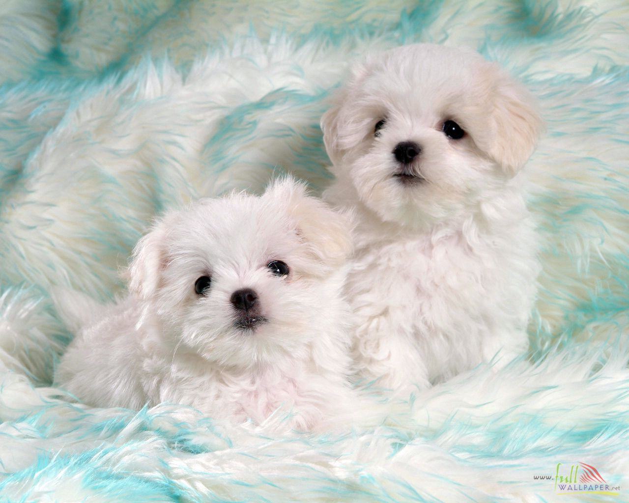 The Cutest Baby Dogs Wallpapers Wallpaper Cave