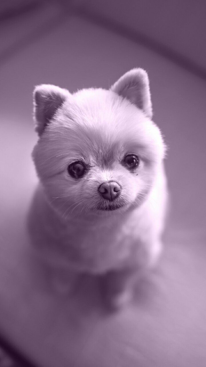 The Cutest Baby Dogs Wallpapers Wallpaper Cave