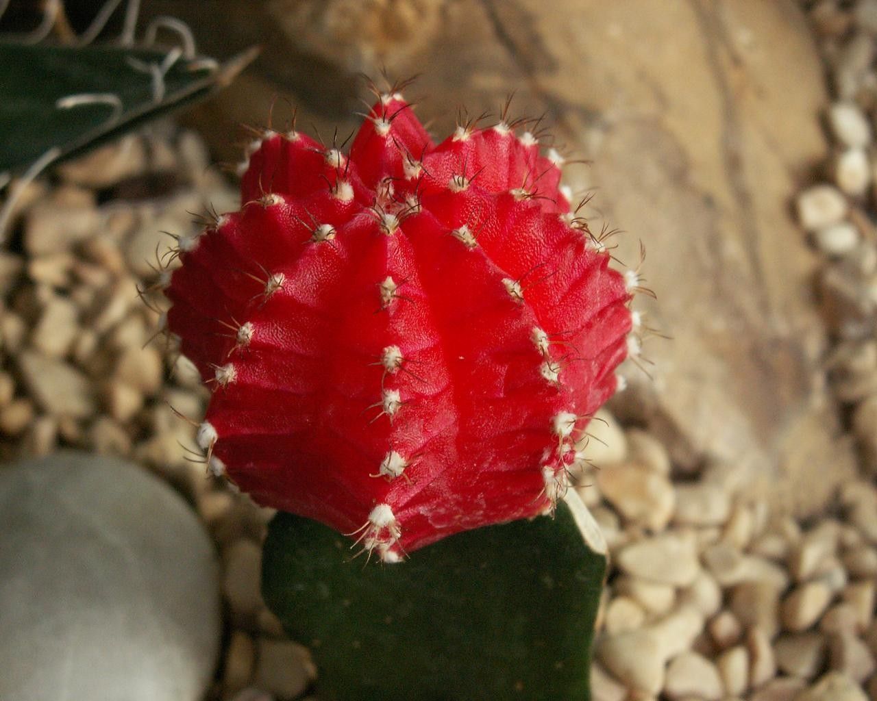 Red Cactus Flower Wallpapers Wallpaper Cave