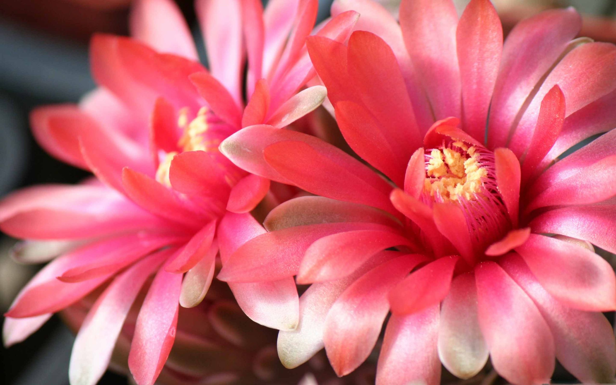 Red Cactus Flower Wallpapers Wallpaper Cave