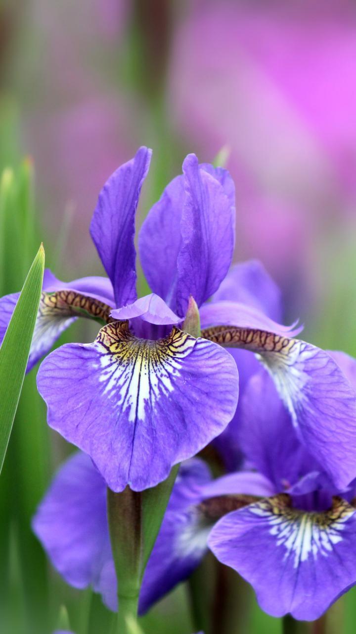 Irises Wallpapers Wallpaper Cave