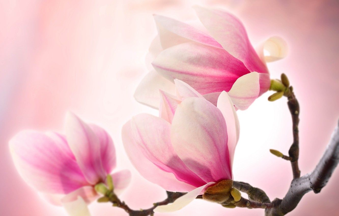 Pink Magnolia Wallpapers Wallpaper Cave