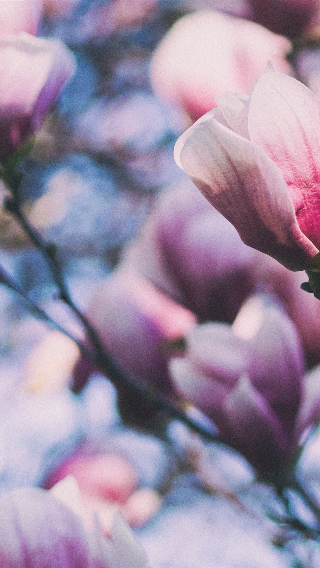 Pink Magnolia Wallpapers Wallpaper Cave