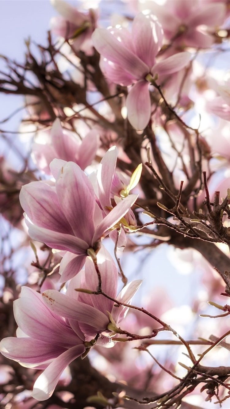 Pink Magnolia Wallpapers Wallpaper Cave