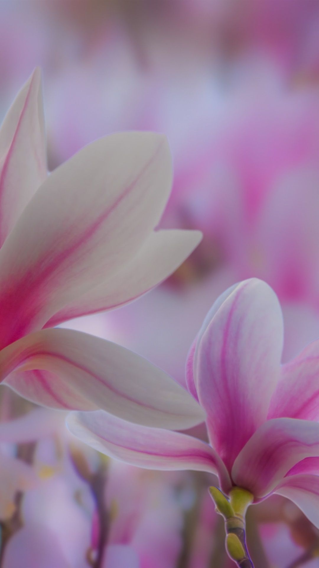 Pink Magnolia Wallpapers Wallpaper Cave