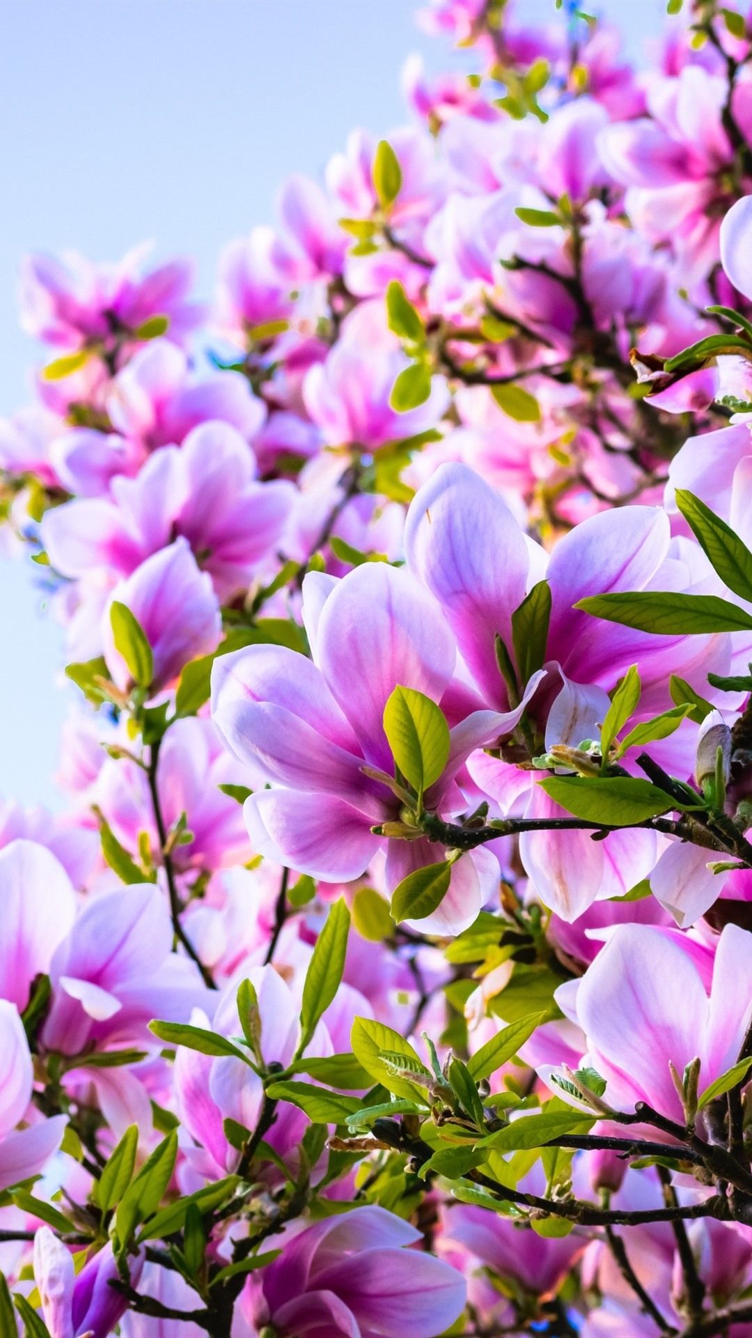 Pink Magnolia Wallpapers Wallpaper Cave