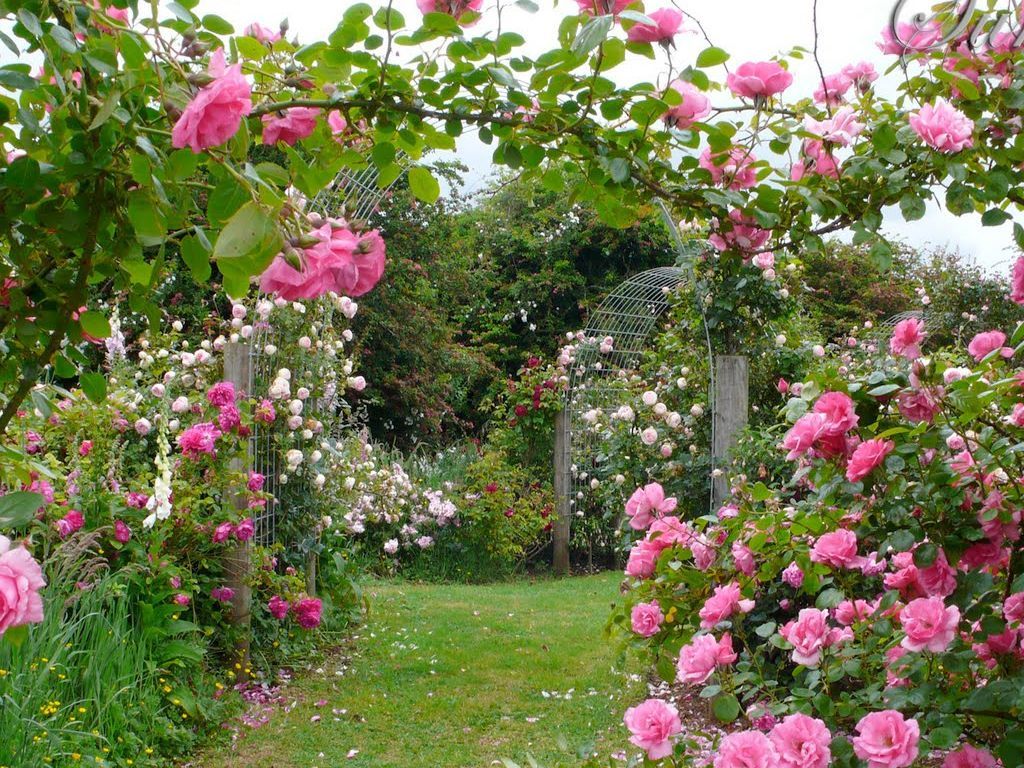Roses Garden Wallpapers Wallpaper Cave