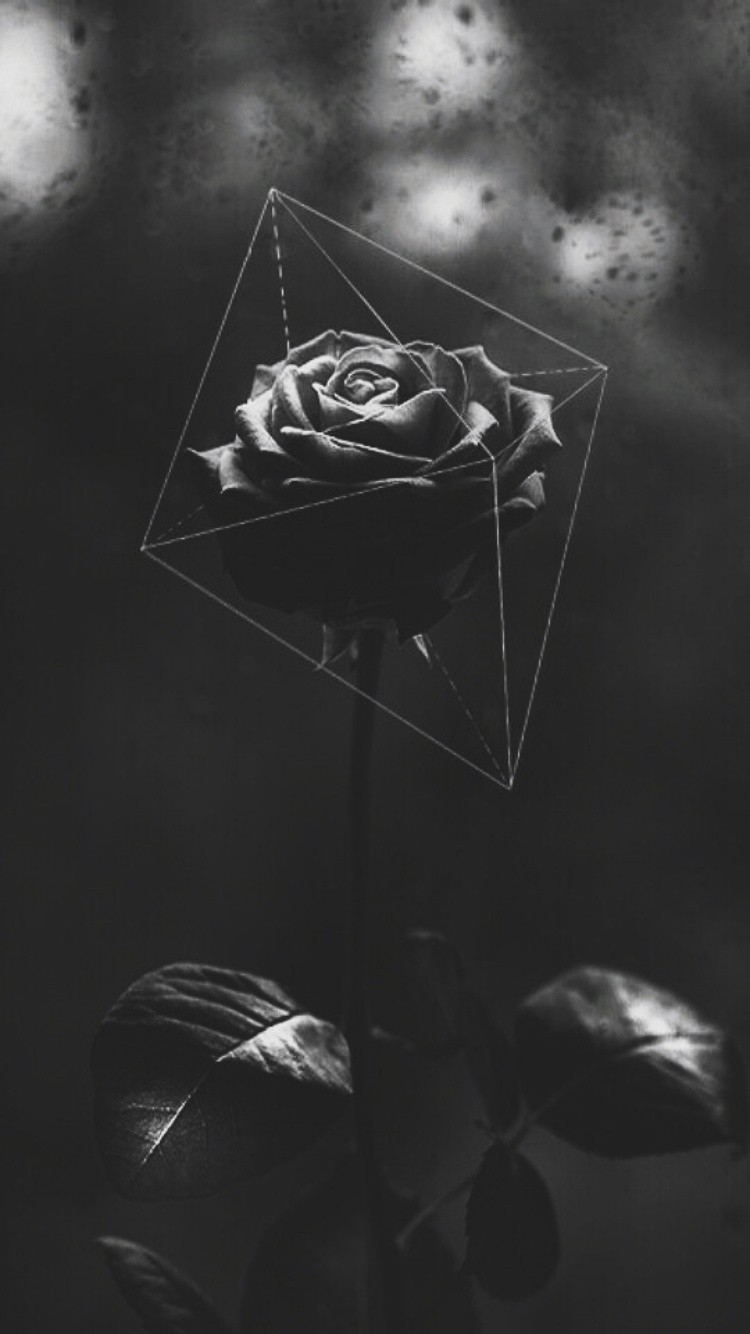 Black Rose Tumblr Wallpapers Wallpaper Cave