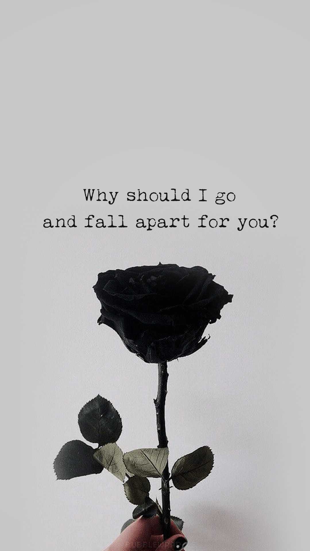 Black Rose Tumblr Wallpapers Wallpaper Cave