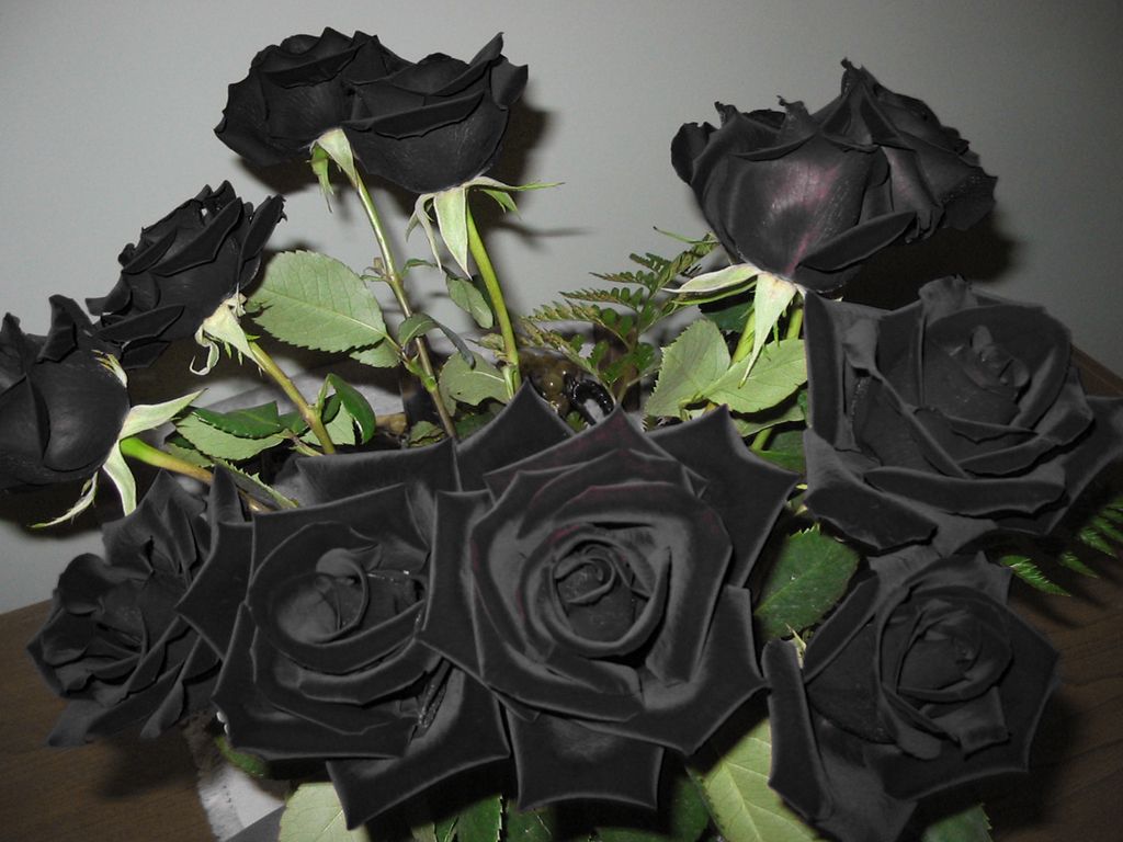 Black Rose Tumblr Wallpapers Wallpaper Cave