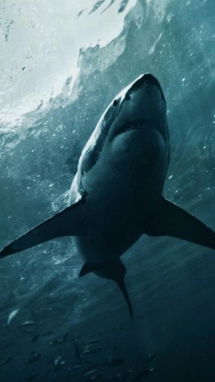 Beautiful Great White Shark iPhone Wallpapers Wallpaper Cave