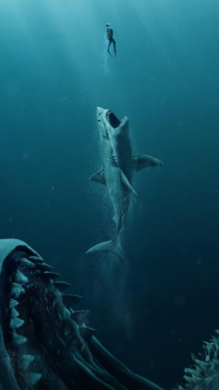 Beautiful Great White Shark iPhone Wallpapers Wallpaper Cave