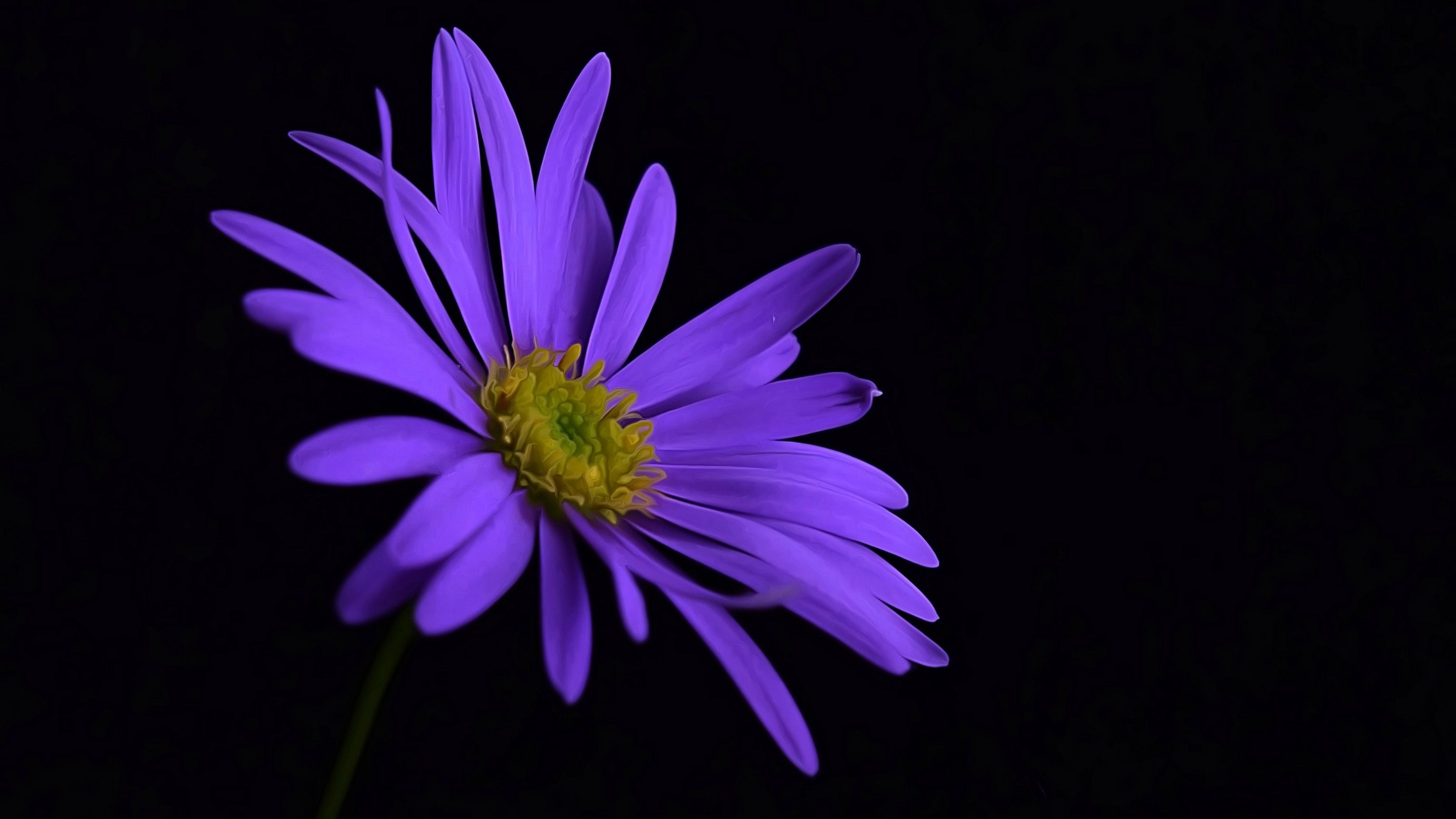 Purple Flowers 4k Wallpapers Wallpaper Cave