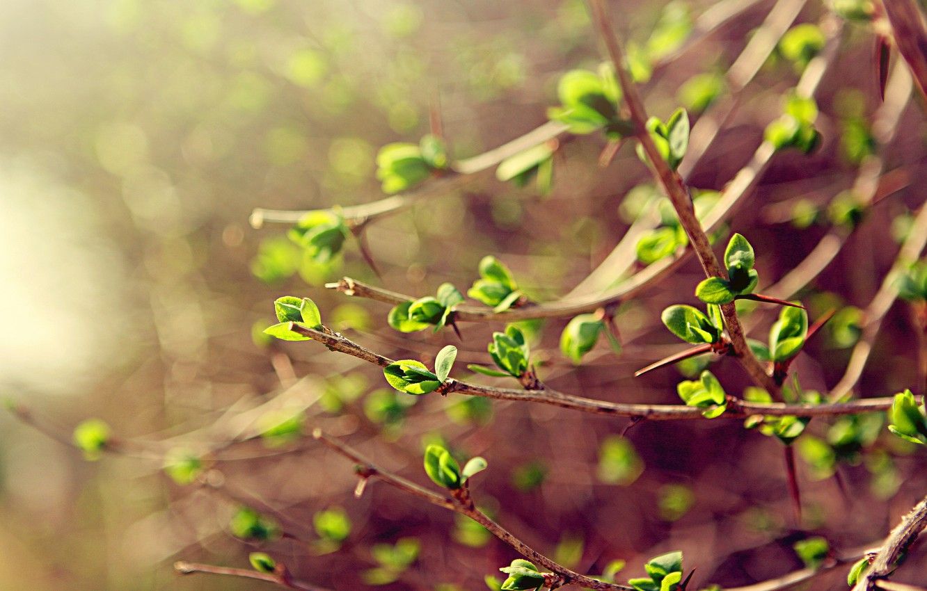 Spring Branches Wallpapers Wallpaper Cave